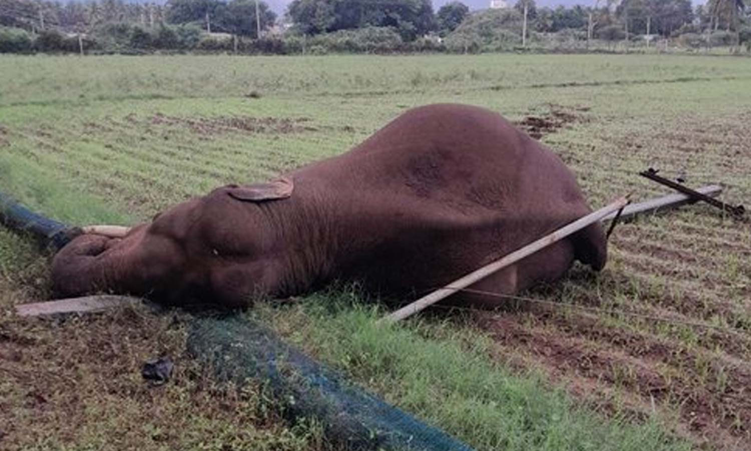 தொண்டாமுத்தூர் அருகே மின்சாரம் தாக்கி யானை உயிரிழப்பு1